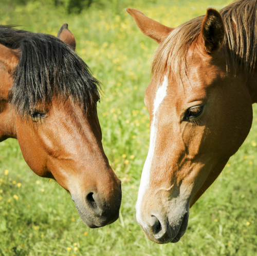 tierärztliche Chiropraktik Pferde