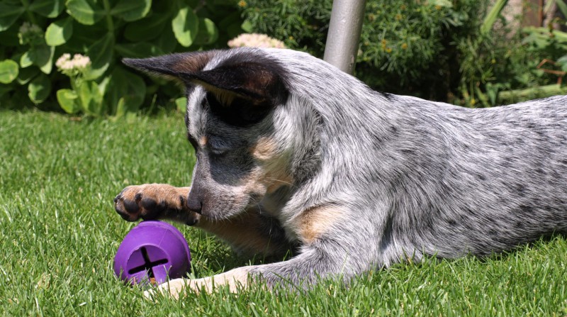 spielender Australian- Cattledog Welpe